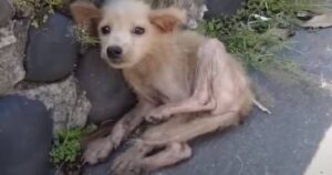 Cagnolino in pericolo con 50 gradi viene salvato da una donna dal cuore d’oro (VIDEO)