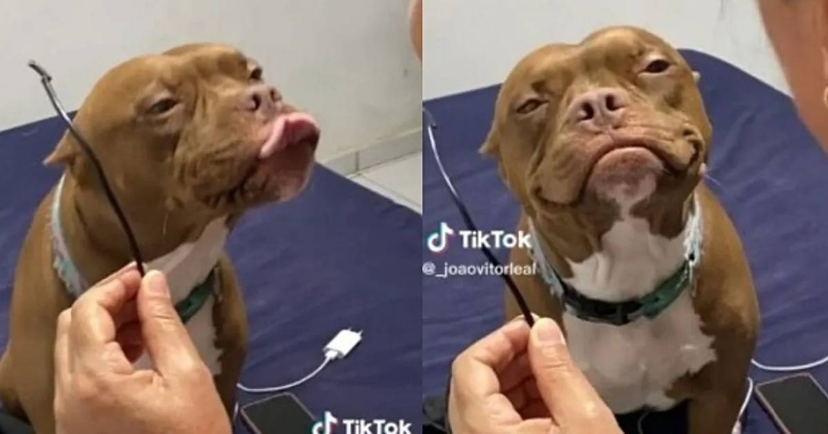 Cagnolino mangia il caricabatterie della padrona: la sua reazione al ...