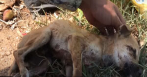 Cucciolo abbandonato nella spazzatura sembrava essere morto (VIDEO)