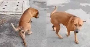 Cagnolino truffa i turisti per avere cibo e coccole: finge di avere una zampa rotta (VIDEO)