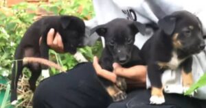 Sfidano il pericolo per salvare una cucciolata abbandonata: ecco il gesto eroico di alcuni uomini (VIDEO)