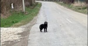 Cagnolino abbandonato in mezzo a una strada: un ragazzo fa di tutto per salvarlo (VIDEO)