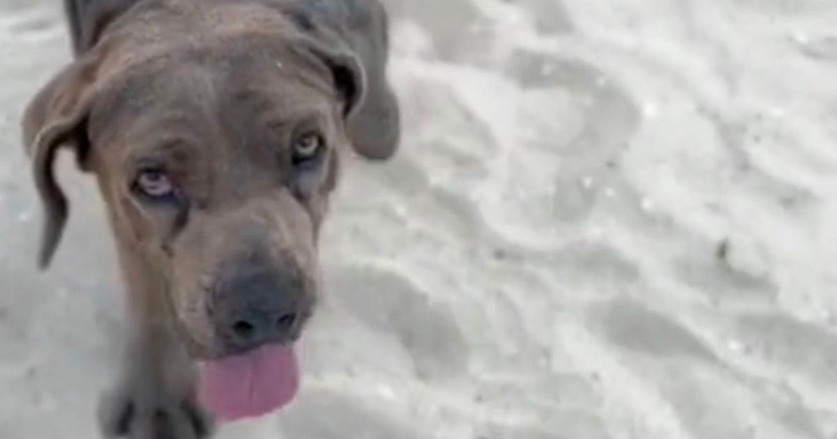 Cane sulla spiaggia