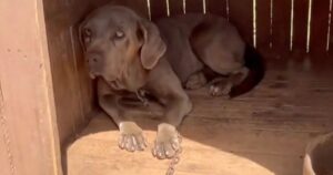 Cagnolino incatenato fuori per 3 anni finalmente riesce a correre di nuovo (VIDEO)