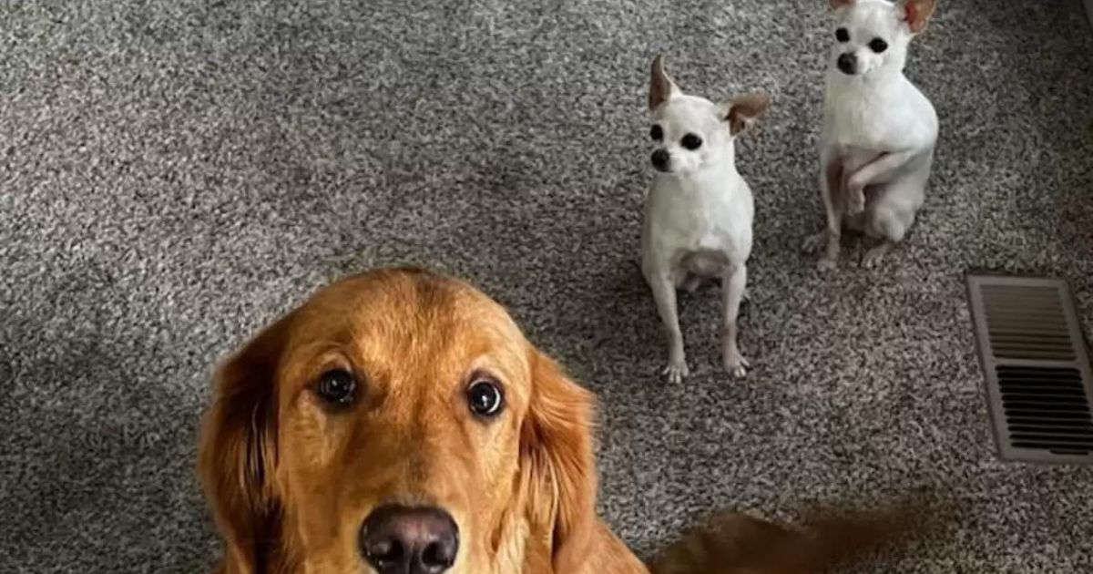 Famiglia di cani