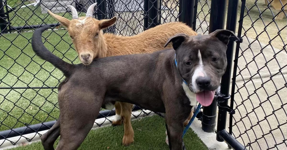 Capra in compagnia di un cane