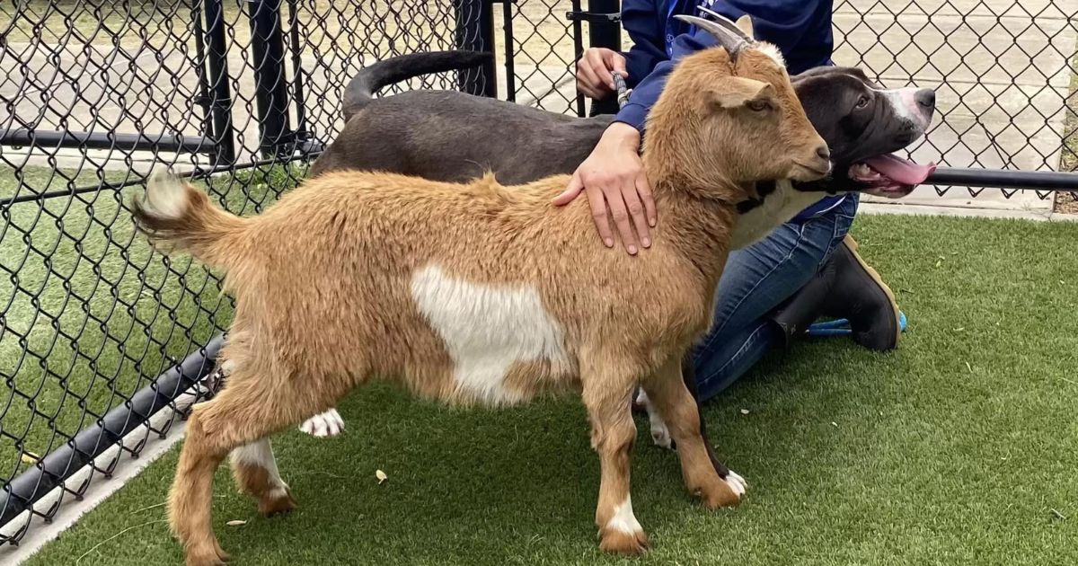 Capra e cane amici