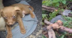 Trova un cucciolo per strada e lo segue nel bosco: la scena che si trova davanti fa rabbrividire (VIDEO)