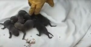 Cuccioli estratti dal tombino: ciò che scoprono è spiazzante (VIDEO)