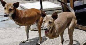 Cagnolini nati senza zampe anteriori affrontano un percorso difficile per poter vivere normalmente (VIDEO)