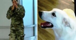 Dopo la missione in Iraq la soldatessa cerca di ricongiungersi in ogni modo con la sua cagnolina (VIDEO)