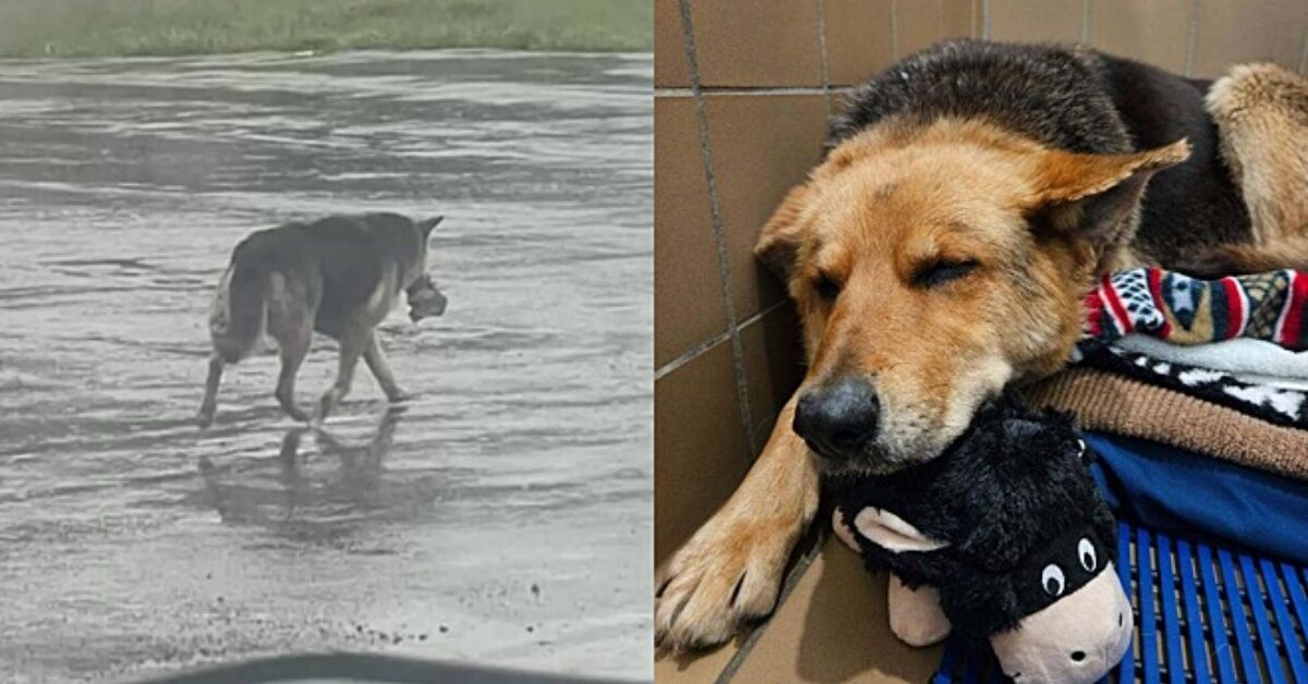 Dopo la morte del suo umano, il cagnolino vagava solo in strada con il ...