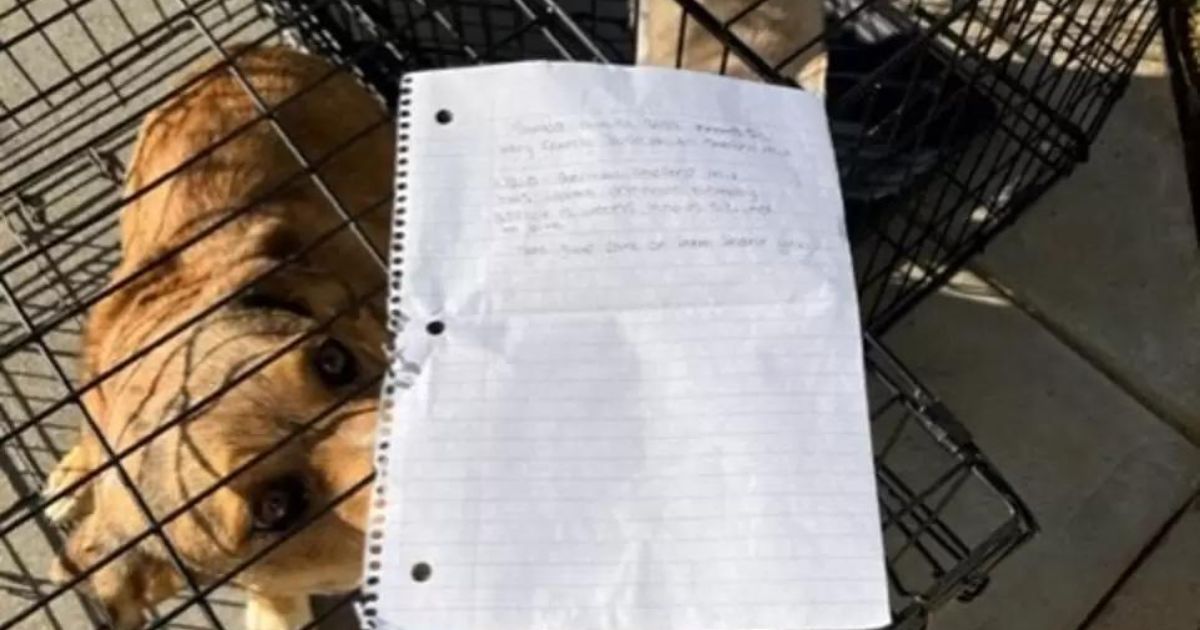 Cuccioli di cane lasciati fuori dal rifugio con una lettera