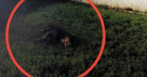 Cagnolino immobilizzato viene trovato nel pieno della notte: il soccorritore affronta un difficile salvataggio (VIDEO)