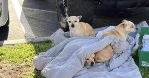 Famiglia di cani abbandonata per strada con nient’altro che una coperta si accoccola insieme per scaldarsi