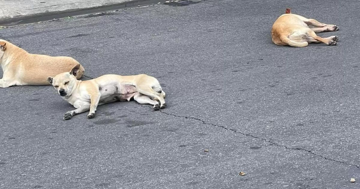 Cagnolini sdraiati per strada