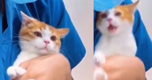 Gattino disperato prova a evitare il veterinario con tutte le forze: risate assicurate (VIDEO)