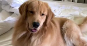 Golden Retriever impazzisce per un insolito oggetto e diventa virale (VIDEO)
