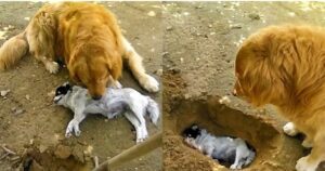 Golden Retriever non vuole seppellire il suo amico e la sua reazione è commovente (VIDEO)