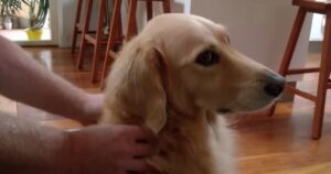 Golden Retriever reagisce in modo dolce quando il suo proprietario smette di fargli i massaggi (VIDEO)