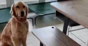 Golden Retriever si diverte ad apprendere nuovi giochi con la sua mamma (VIDEO)