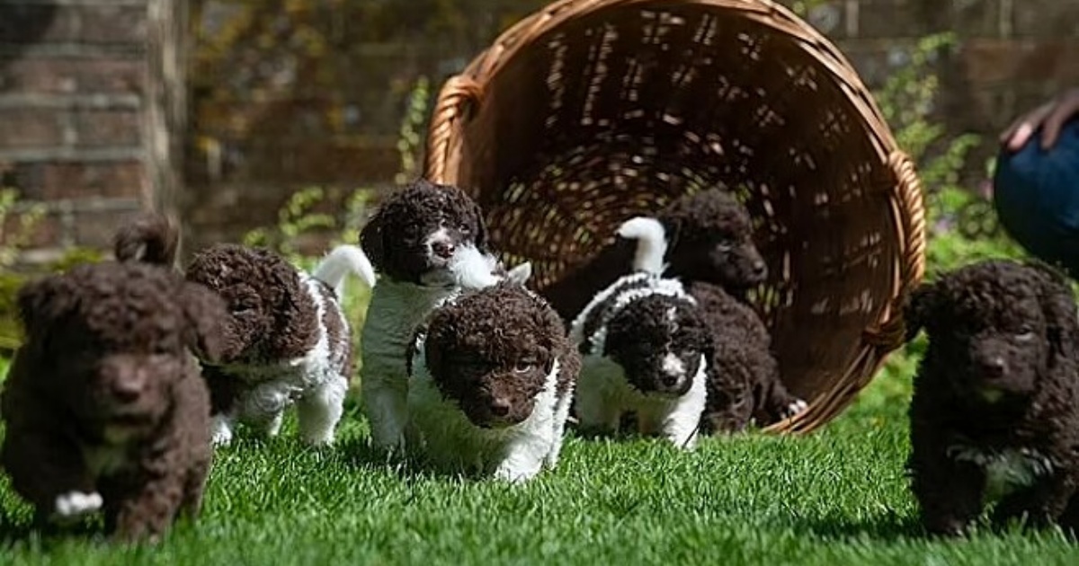 cuccioli di Wetterhoun