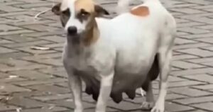 Cagnolina incinta elemosina cibo ai passanti: ecco la sua disperata richiesta di aiuto (VIDEO)