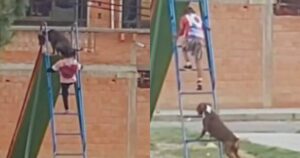 Il cane “da guardia” accompagna i bambini al parco e si diverte quanto loro (VIDEO)