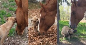 Cagnolino e il cavallo sciolgono i cuori di tutti: la loro amicizia è splendida (VIDEO)