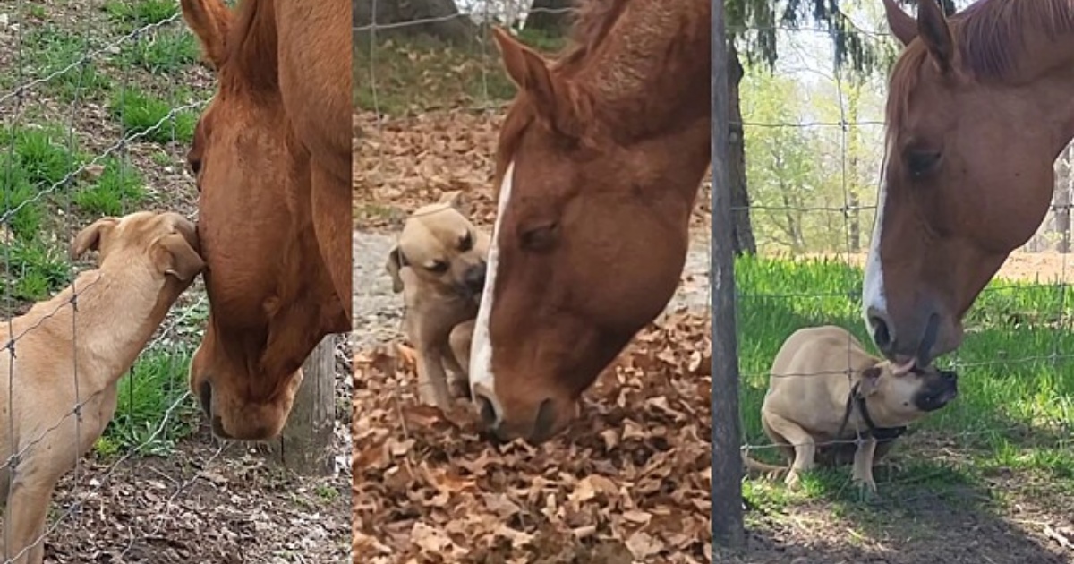 cane e cavallo