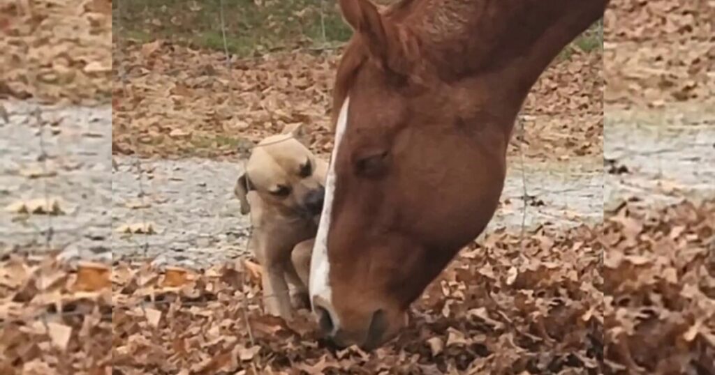 cavallo e cane