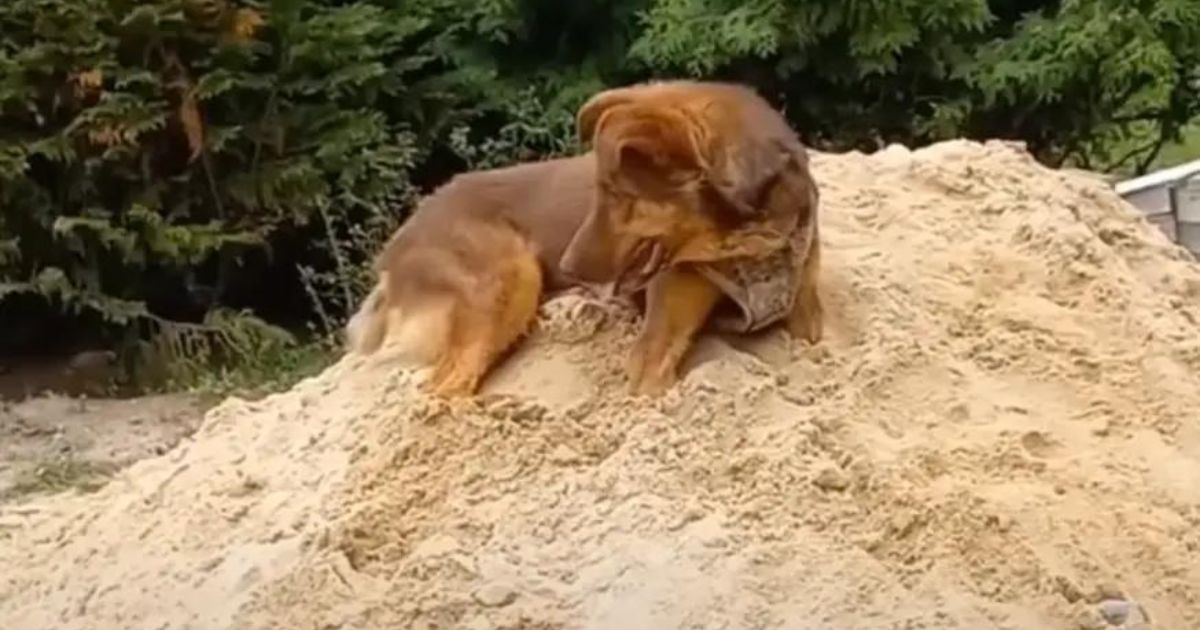 Cane nella sabbia