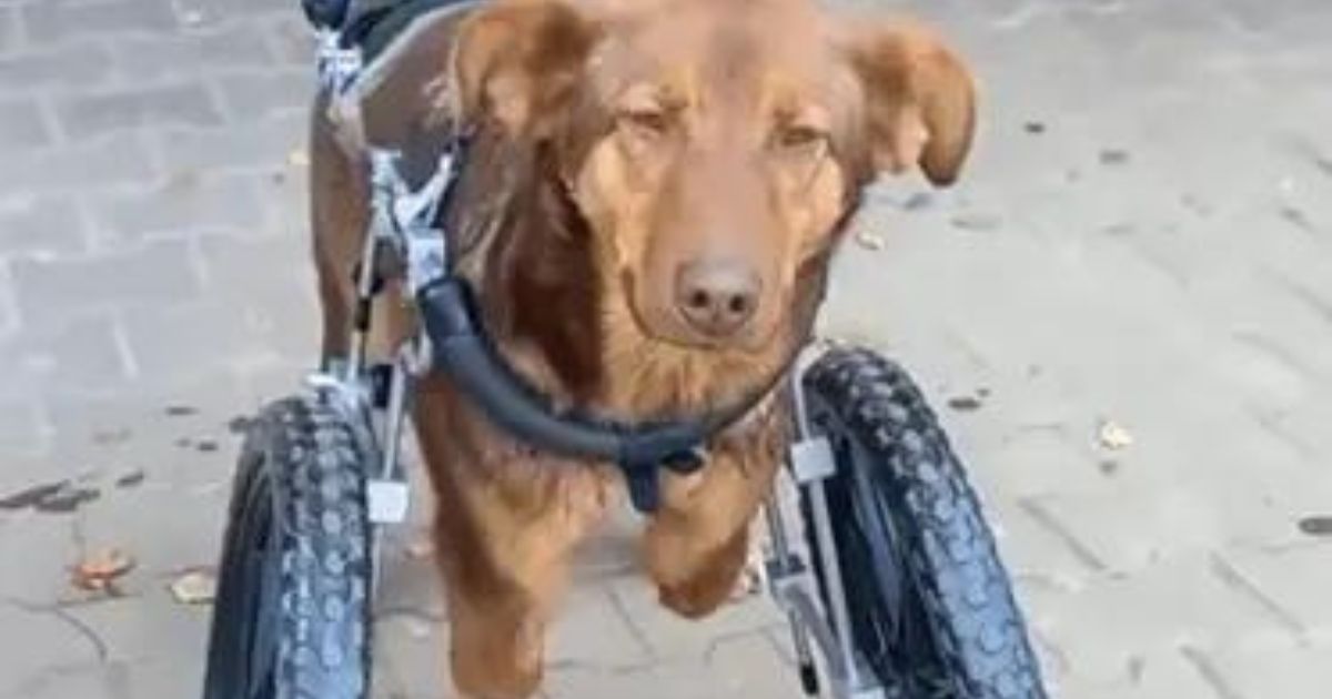 Cagnolino con la carrozzina