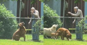 Il nonno di 94 anni condivide una routine dolcissima con i Golden Retriever del suo vicino (VIDEO)