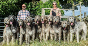 Questa coppia vive con i cani più grandi al mondo, ben 10 Levrieri Irlandesi