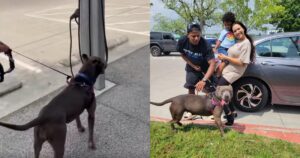 Cagnolina riabbraccia la sua famiglia dopo aver passato un anno al rifugio (VIDEO)