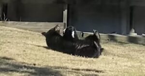 La donna guarda fuori in cortile l’orso che gioca con le cose di suo figlio (VIDEO)