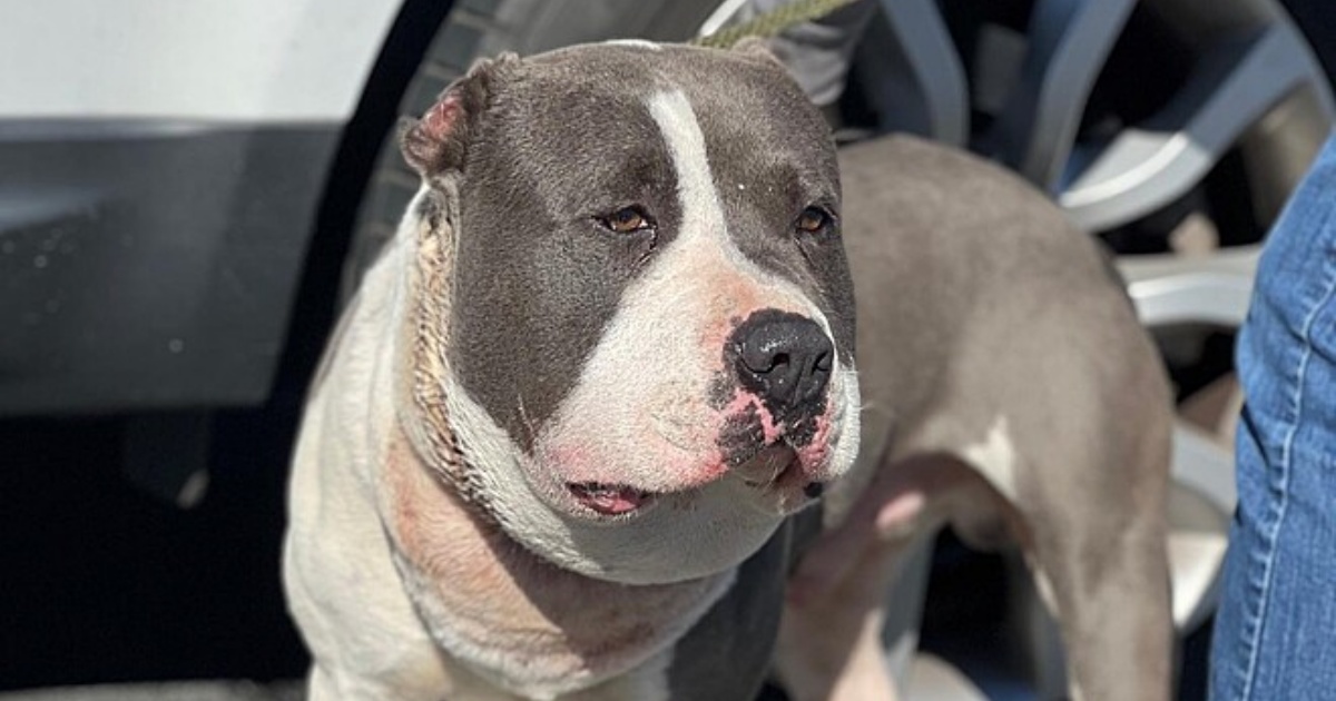 Pitbull bianco e grigio