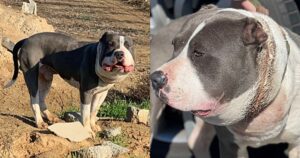 Salva un Pitbull con la testa gonfia e rimane sbalordita quando scopre la verità (VIDEO)