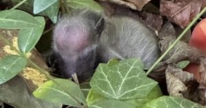 La donna trova il più piccolo animale mai visto in mezzo al bosco (VIDEO)