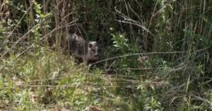 La volontaria resta senza parole quando trova un maialino tutto solo nel bosco (VIDEO)