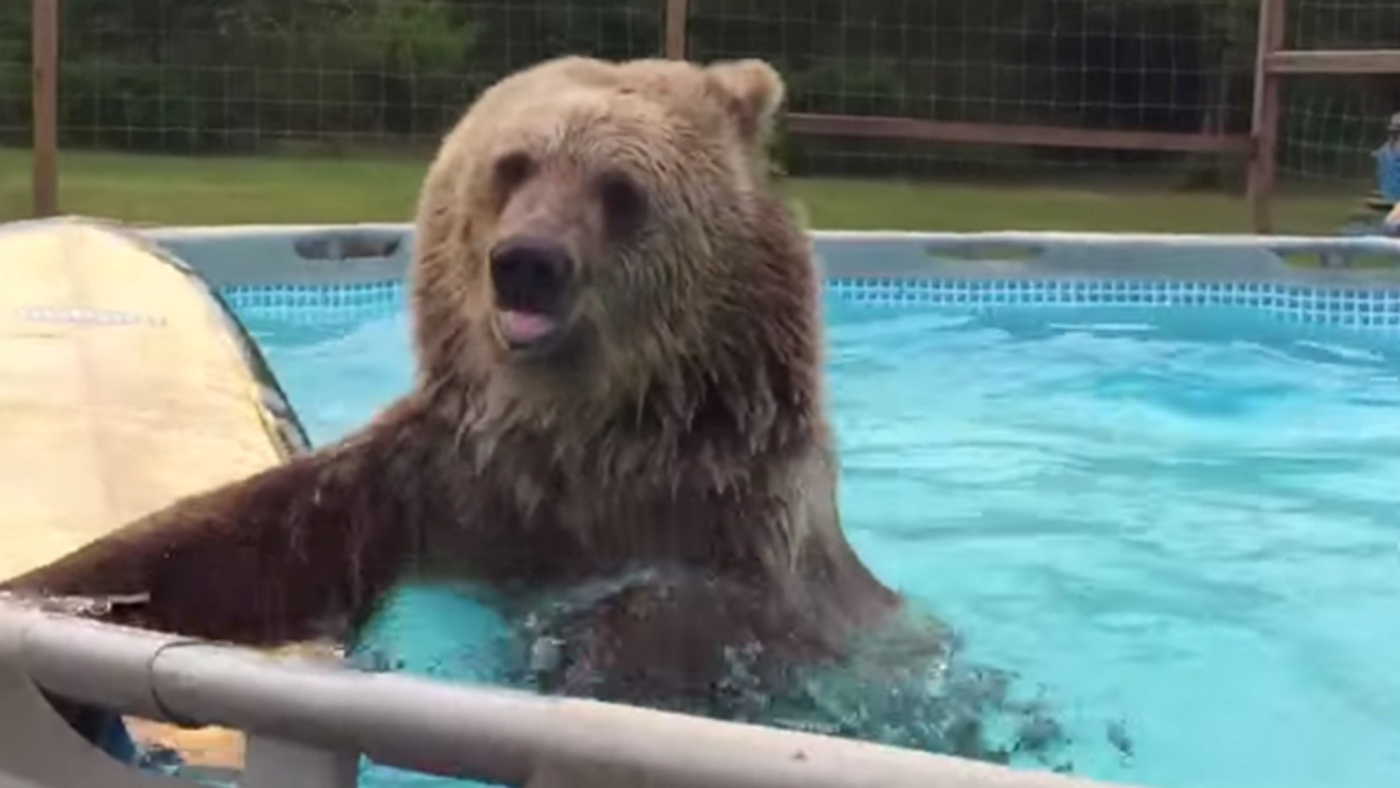 orso in acqua