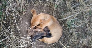 Cagnolina randagia protegge i suoi cuccioli da alcuni uomini ostili e attira l’attenzione di un soccorritore