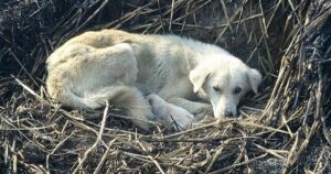 Cagnolina mamma protegge i suoi cuccioli nel bel mezzo di un incendio (VIDEO)