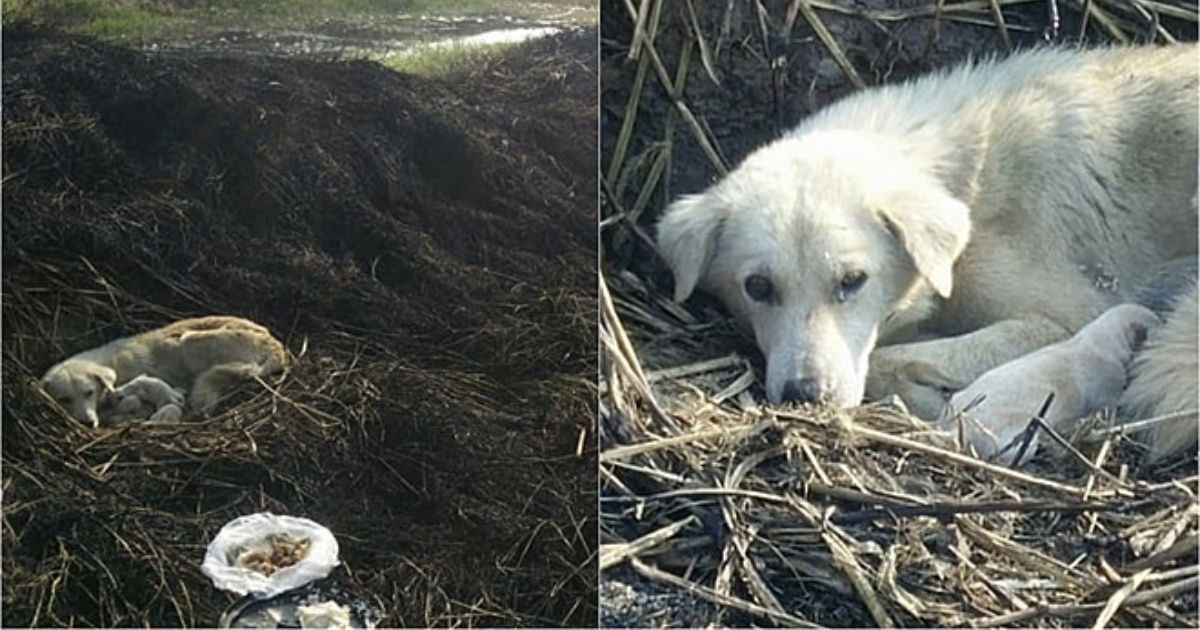 cuccioli e mamma cane