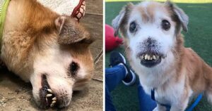 Cagnolino senza naso e con i denti rotti era il più sfortunato al mondo, poi è tornato a sperare