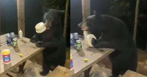 Orso interrompe la cena tra padre e figlio: voleva solo un po’ di cibo (VIDEO)