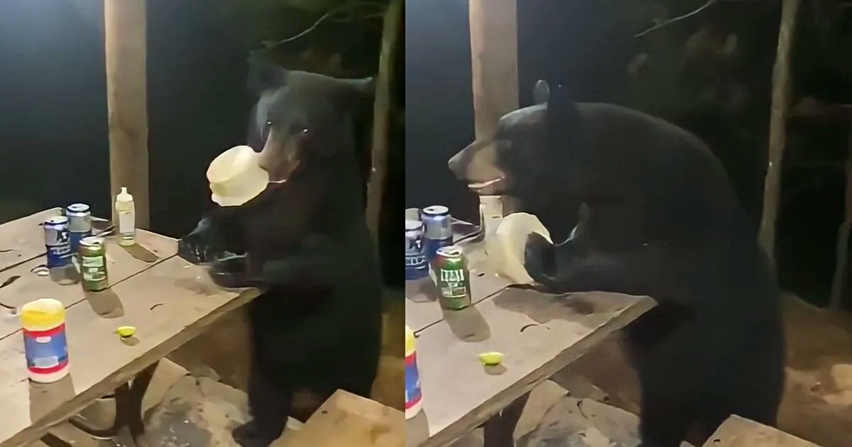 orso ruba cibo