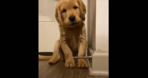 Cucciolo di Golden Retriever trova un giocattolo inusuale: il video divertente fa il giro del Web (VIDEO)