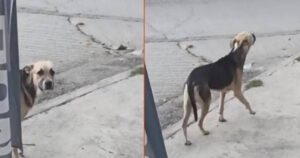 Cagnolino scappato di casa incontra il suo padrone e finge di non vederlo (VIDEO)